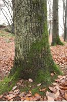 tree bark mossy 0009